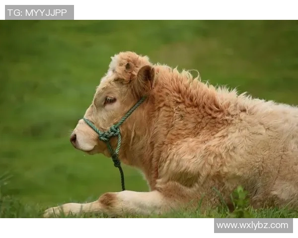 公牛主场大胜小牛，升至东部第六——风城劲旅再展雄风